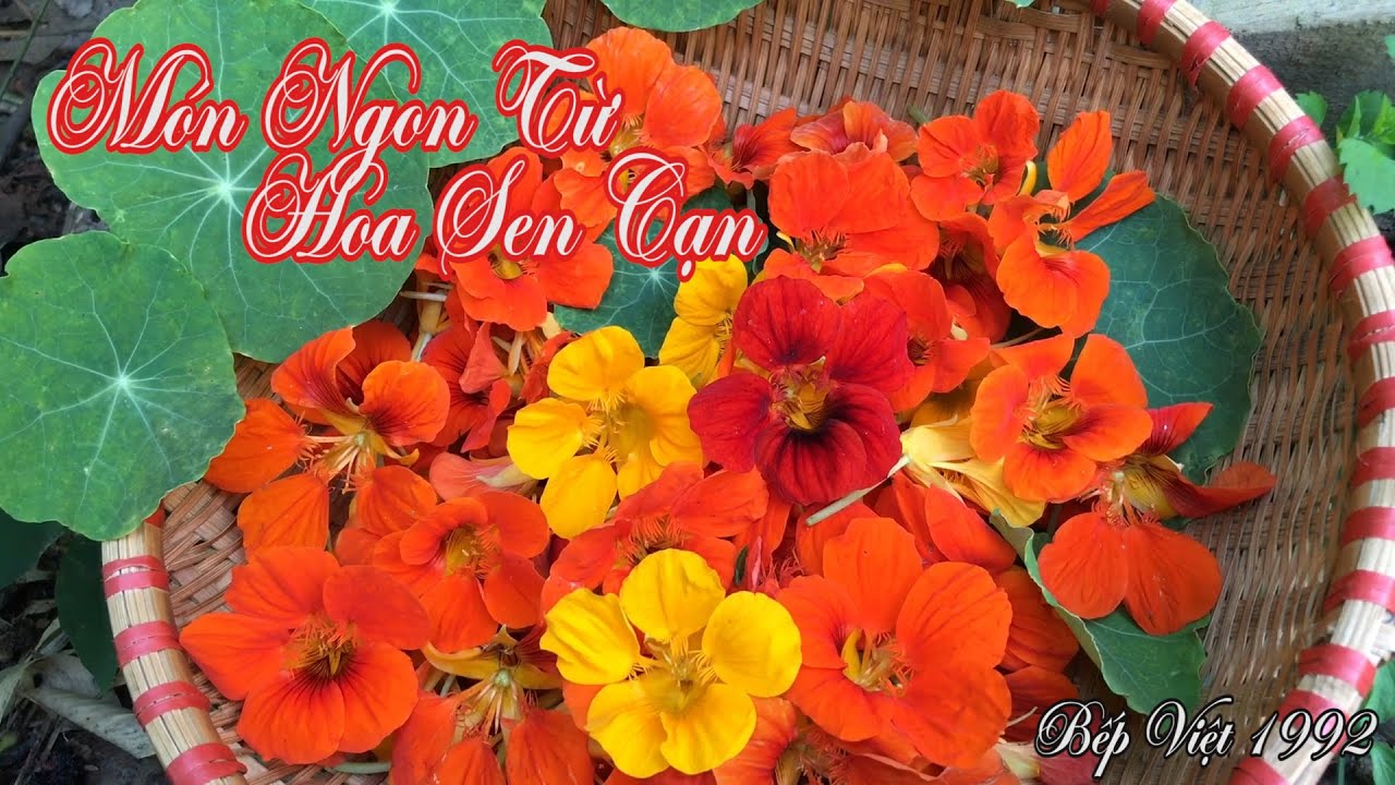 Làm món ngon từ hoa sen cạn